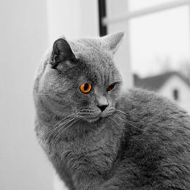 Mein Kater "Spike"
