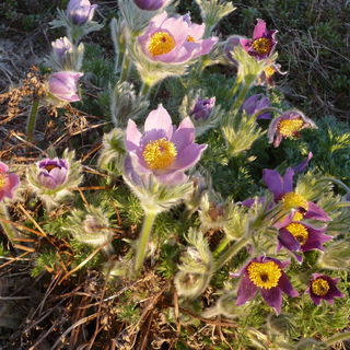 blühende Pulsatilla - ...