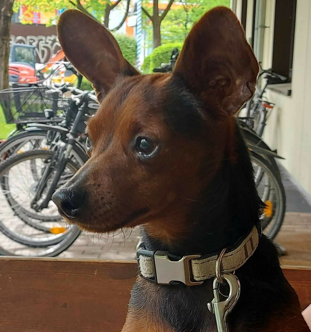 Bambi saß im Osterkörbchen