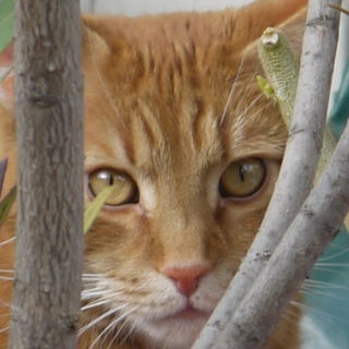 Muffin auf der Lauer