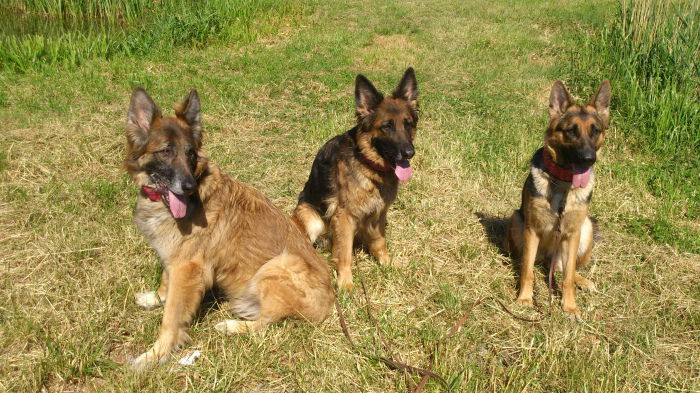 Meine 3 Helden. Merlin, Hexe und Boa (v. l.), Sommerfoto mit Kühlhalsbändern, die haben sie da dringend gebraucht ;-)