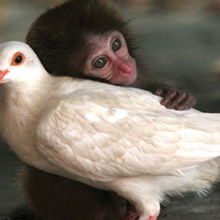 Ich darf nicht länger ...