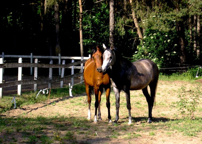 Die wilden arabischen Brüder..einmal ganz lieb Küsschen geben!!!:=) Brotherly love..