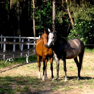 Die wilden arabischen B...