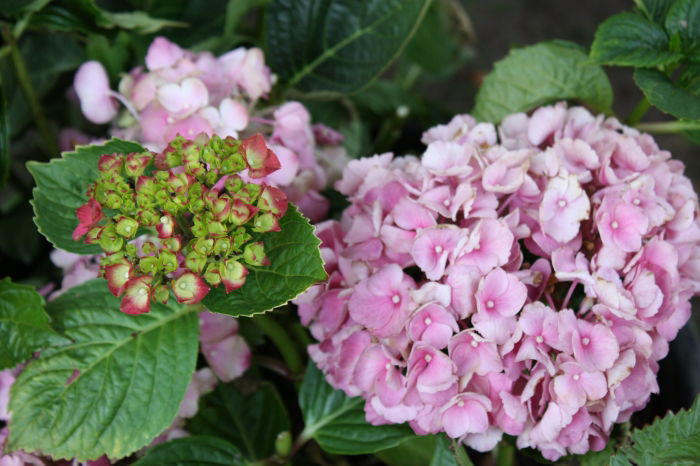 Hortensie
