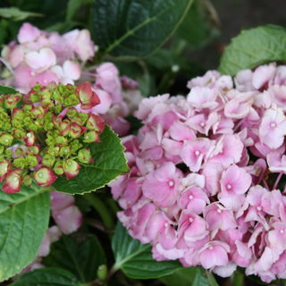 Hortensie