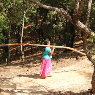 Zimtplantage Sri Lanka...