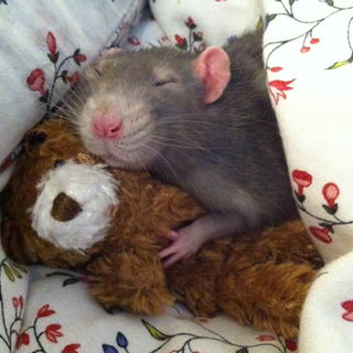 Also heute Nacht kusche...