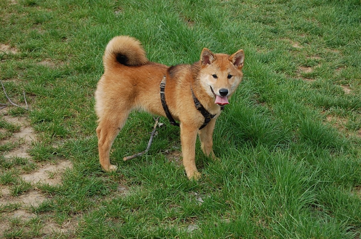 Sam, der Shiba Inu