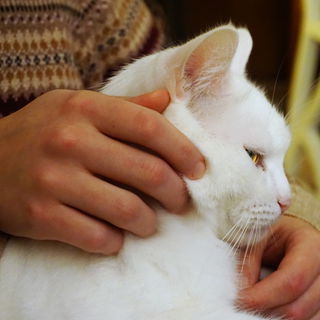 Mischa 12/15 - Weihnach...