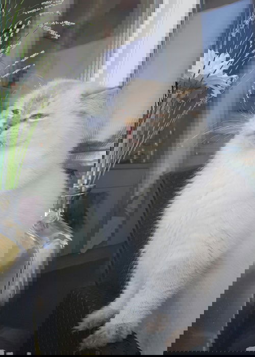 Schnuffi Mietzi mag nichts künstliches