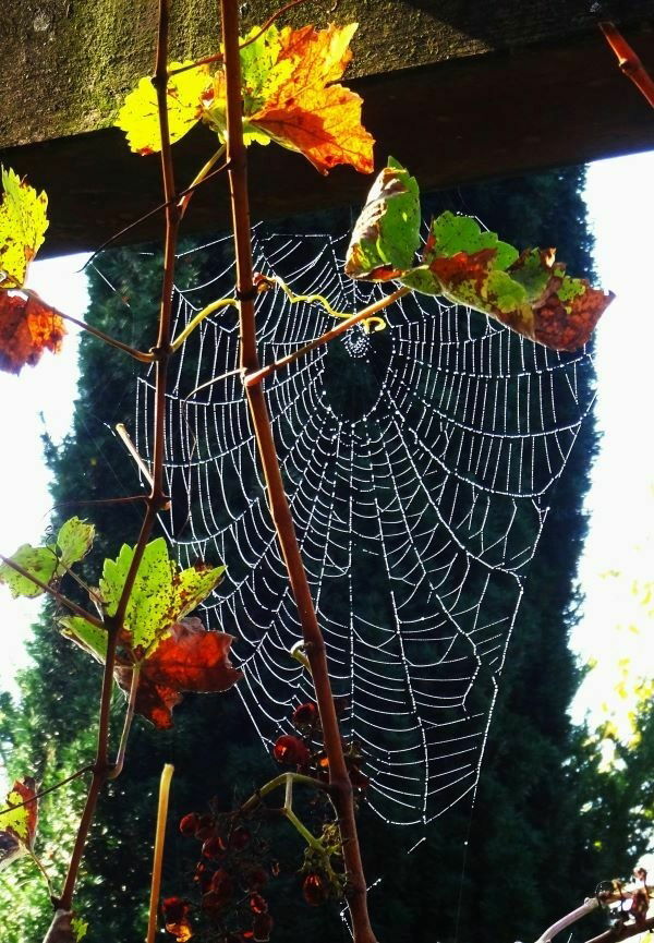 Morgentau im Herbstnetz