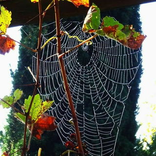 Morgentau im Herbstnetz...