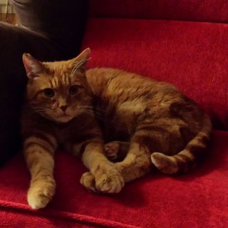 Endlich wieder Zuhause...