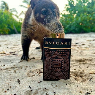 Die Neugier so groß wi...