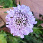 Lilac Beauty