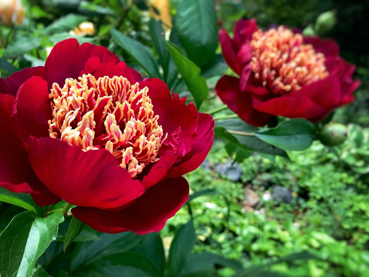 ..… eine wunderschöne Pfingstrose ..... ihr Name ist - - Buckeye Belle ......