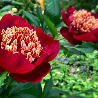 ..… eine wunderschön...