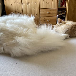 Meine Jungs 🧡🧡🐈🐈