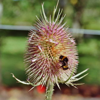 Schottlands Diesteln
