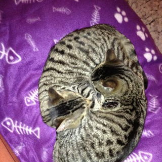 das sind sie beiden Kat...