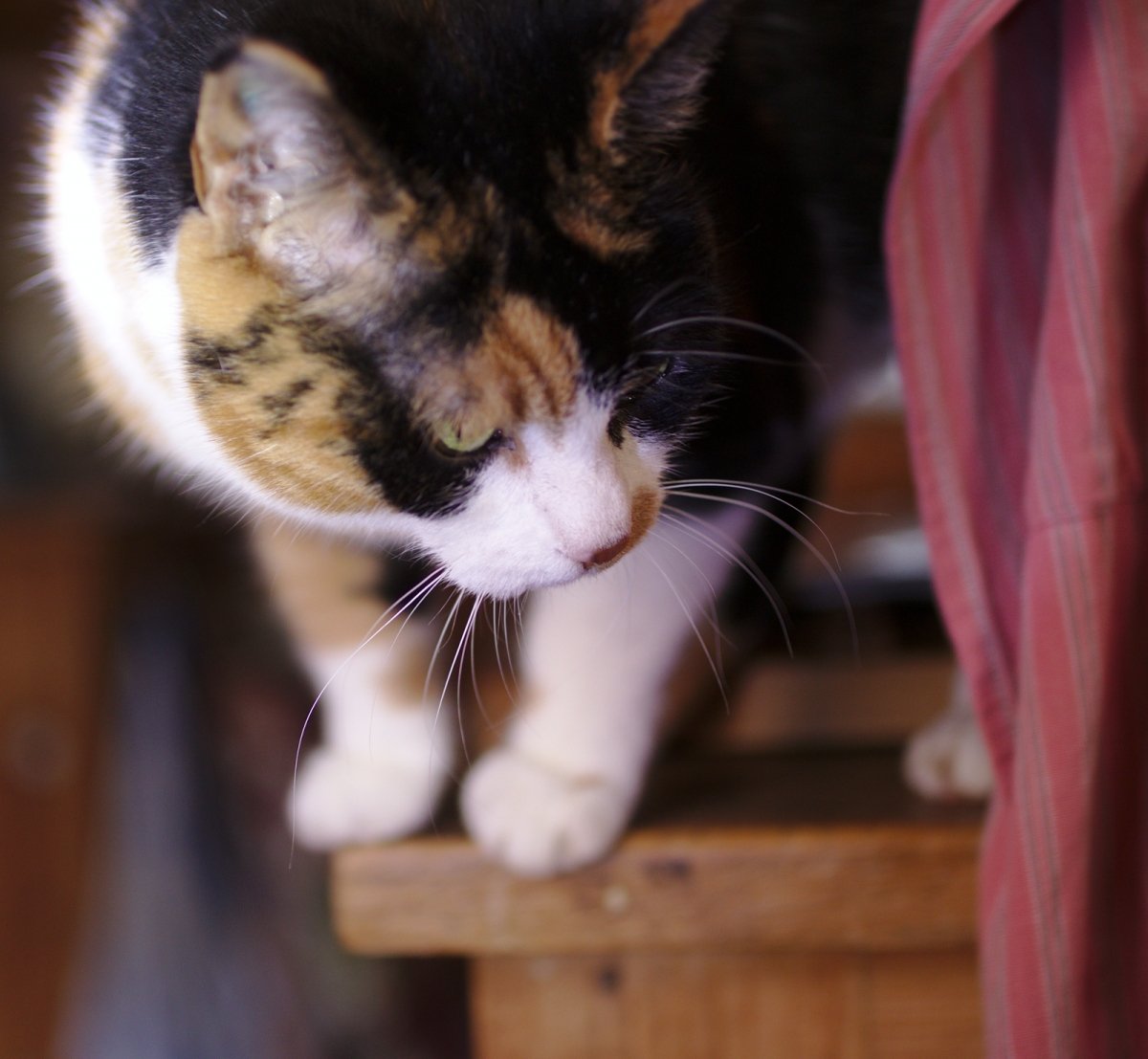 Das Putzkatz