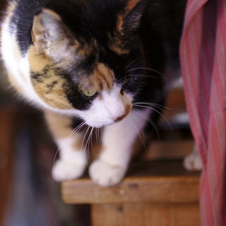 Das Putzkatz