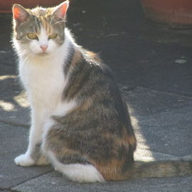 Liebste treue Katzendam...