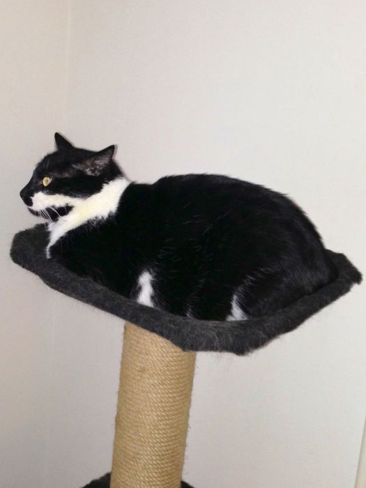 Unser Dauergast Achilleas