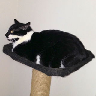 Unser Dauergast Achille...