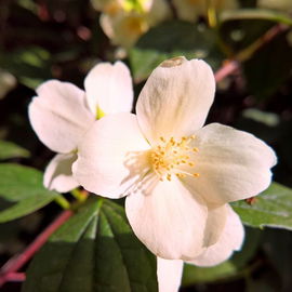 Jasmin am 20. April