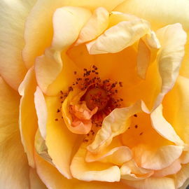Maigold