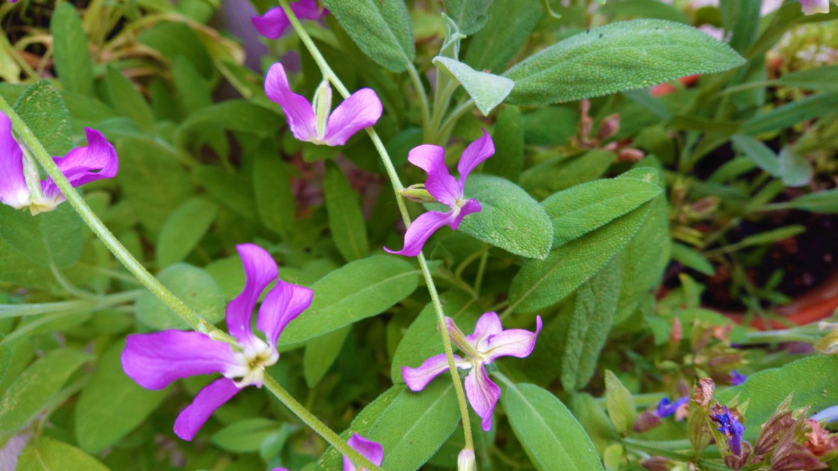 Der schönste Blumenduft von allen: Matthiola Longipetala. :)