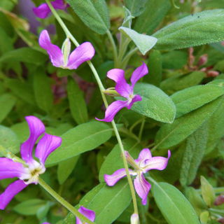 Der schönste Blumenduf...