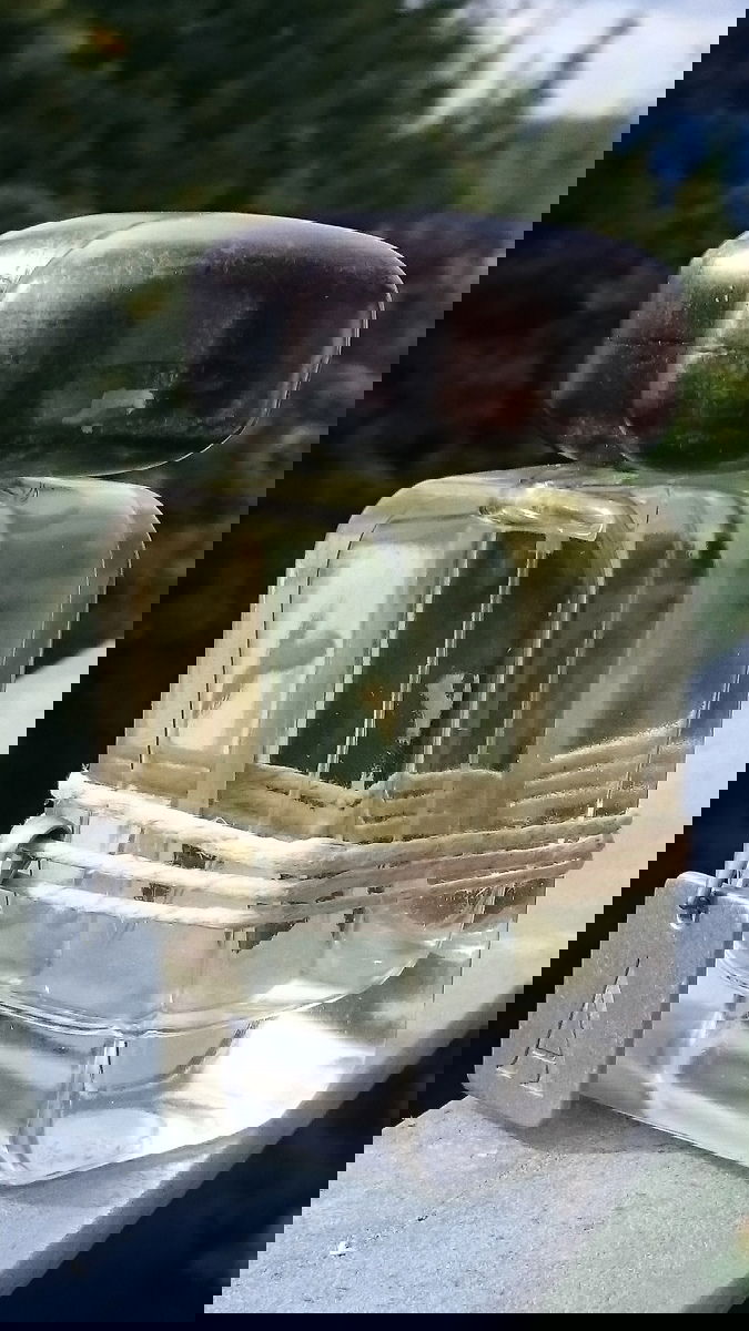 Mendittorosa Alfa - leider als Parfumfoto abgelehnt, dabei entspricht es m.E. allen Kriterien.