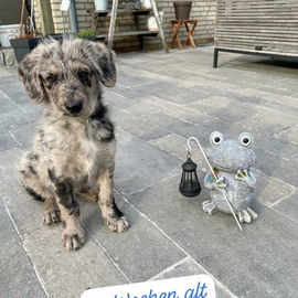 Willkommen im Rudel, Ku...