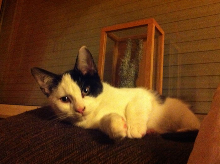 We proudly present our Neuzugang Loki! ;)