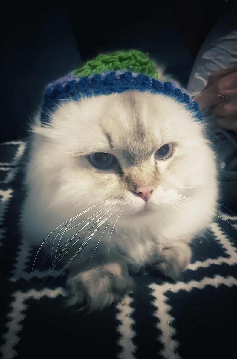 Mützenkatze