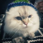Mützenkatze