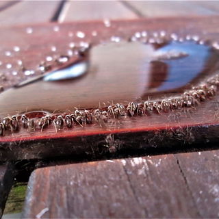 Konzeptkunst mit Ameise...