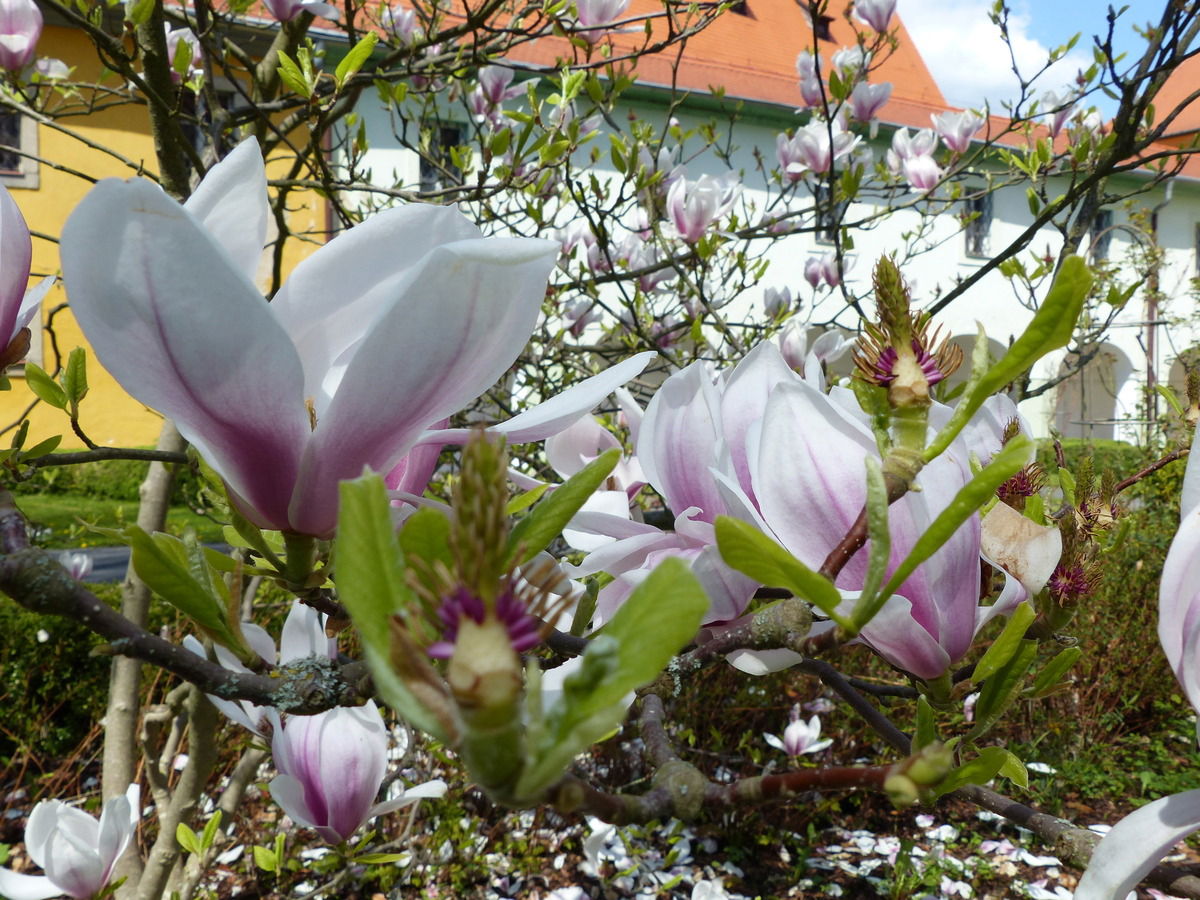Magnolia- auch optisch wunderschön