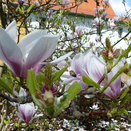 Magnolia- auch optisch ...