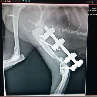 Der Trümmerbruch mit F...