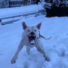 SillyBull