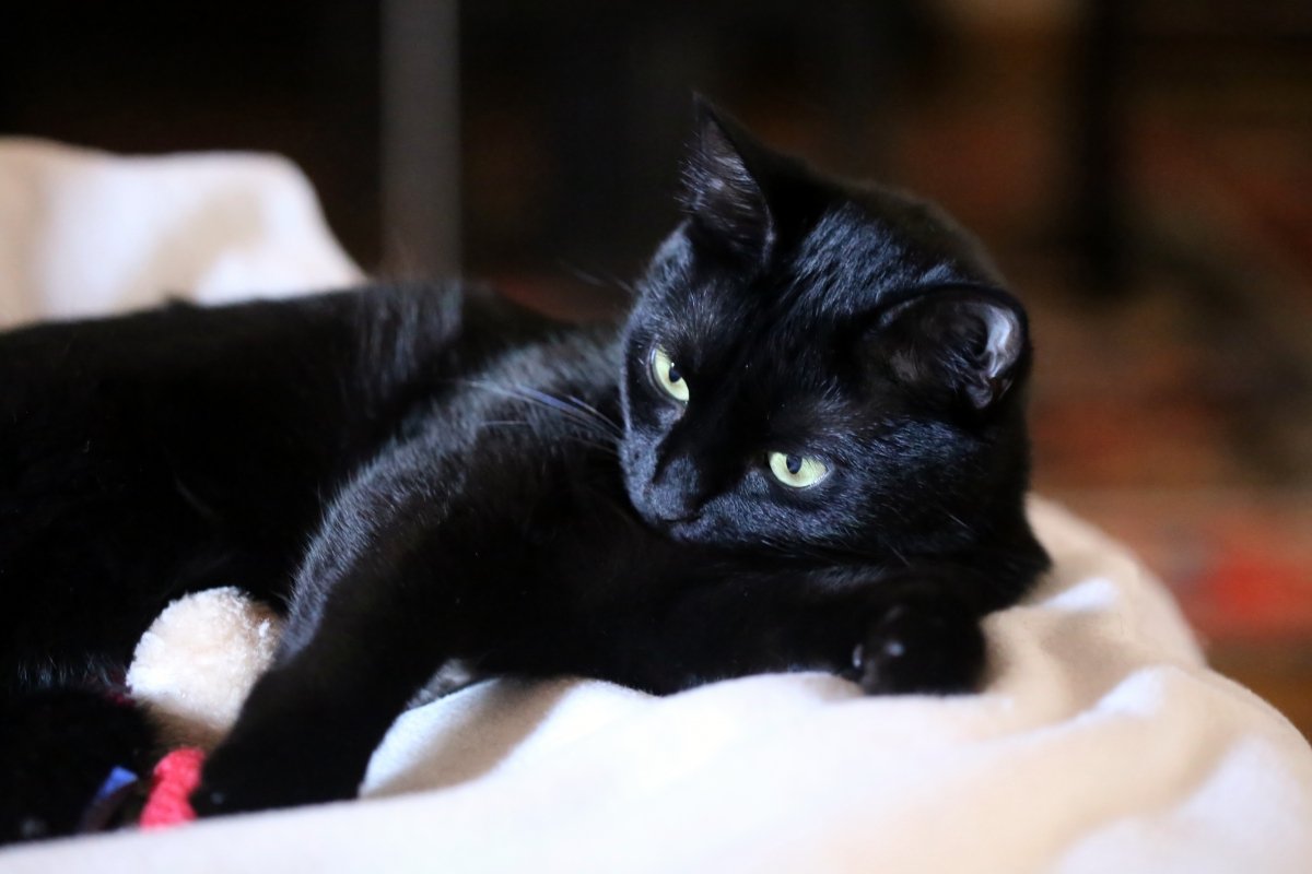 Kringel, mein römisches Salon-Panthermädchen