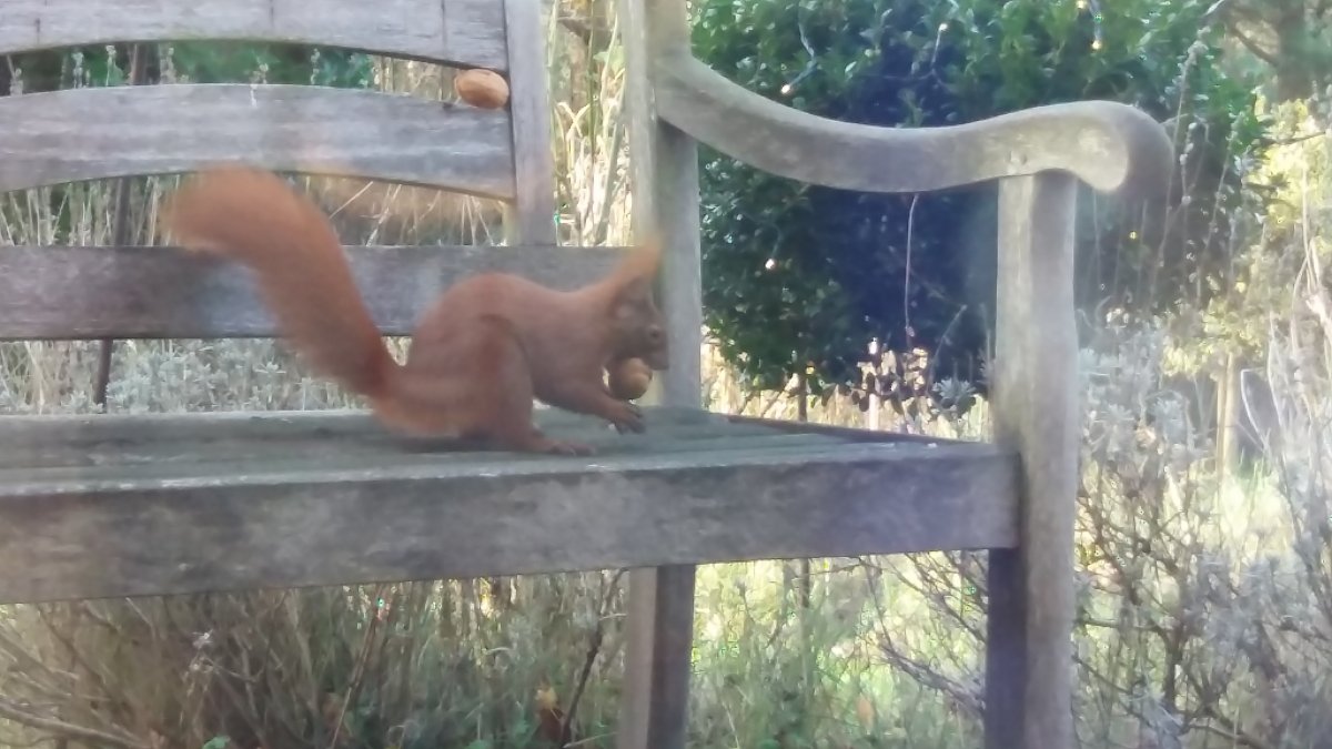 Darf ich vorstellen: Bübü! Verewigt im Kommi zu 'Vetiver Tonka'.