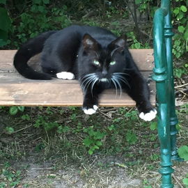 Mein frecher Kater Feli...