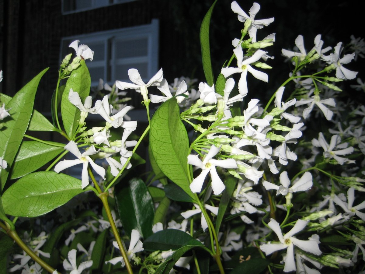 Jasminstrauch - das Bild ist leider gekippt!