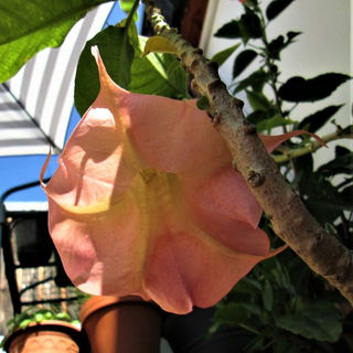 Angel's Trumpet, "Jolly...