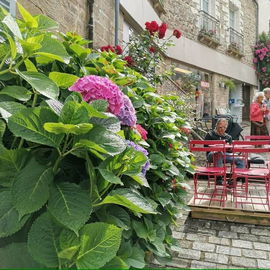 Auray